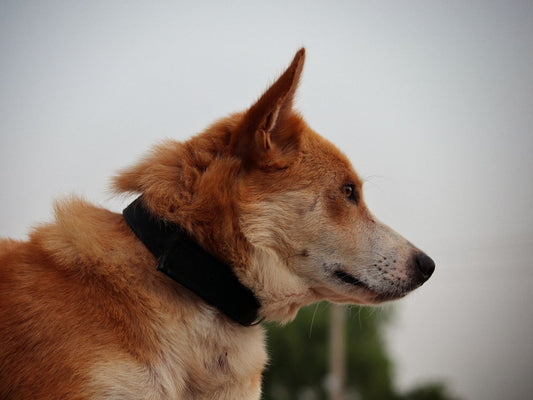 ZenFlow Collar