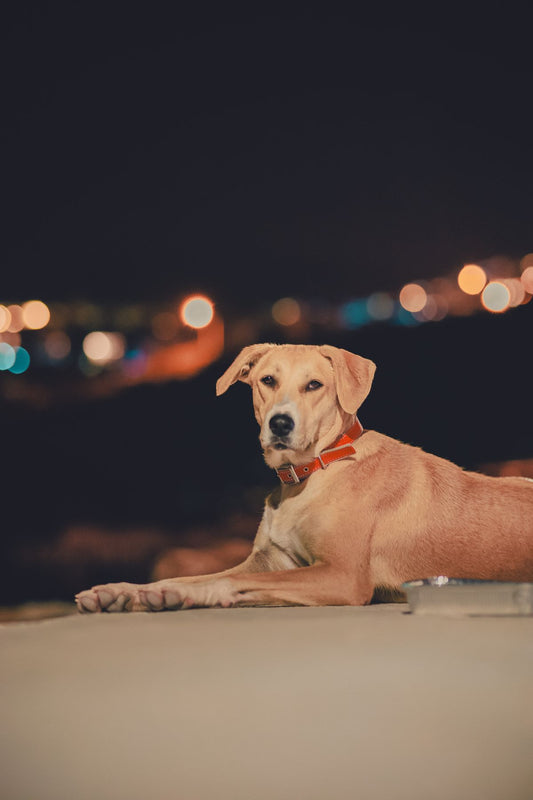 NightGlow LED Collar