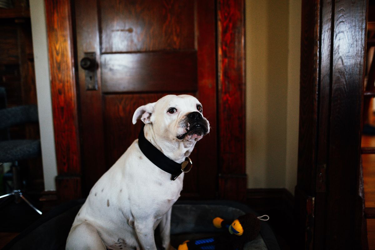 ZenFlow Collar