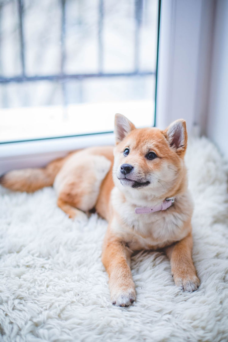 Happy dog