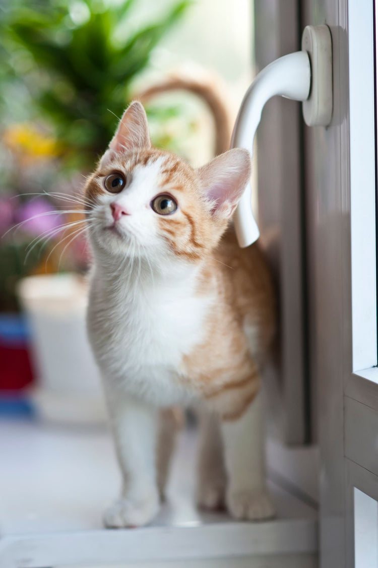 Cute cat