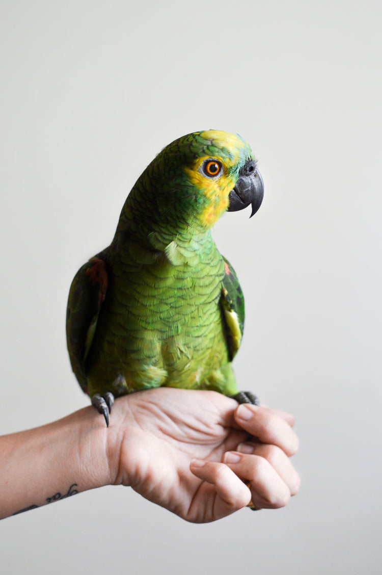 Reptile - Other Pets collection