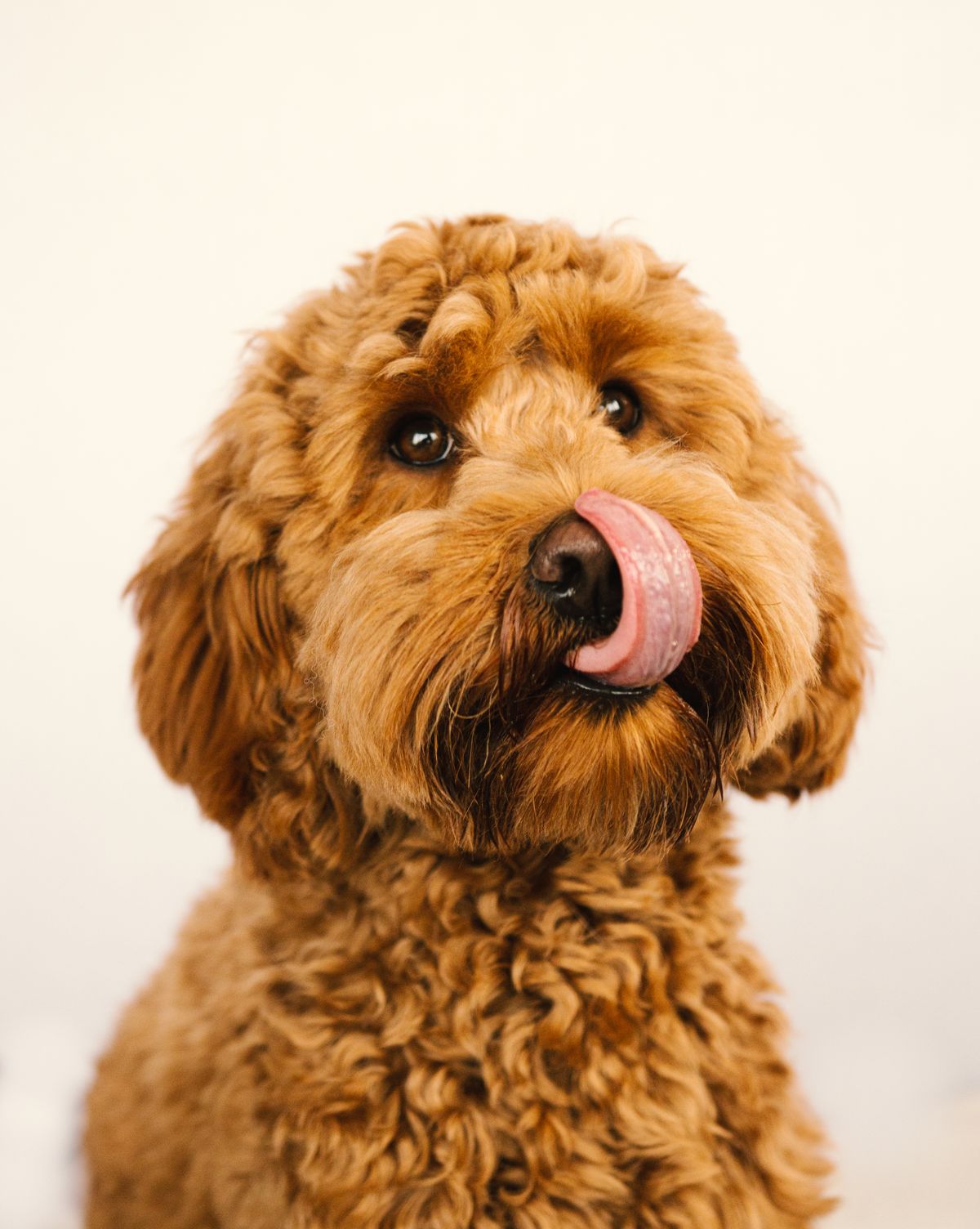 LickBliss Lick Mat