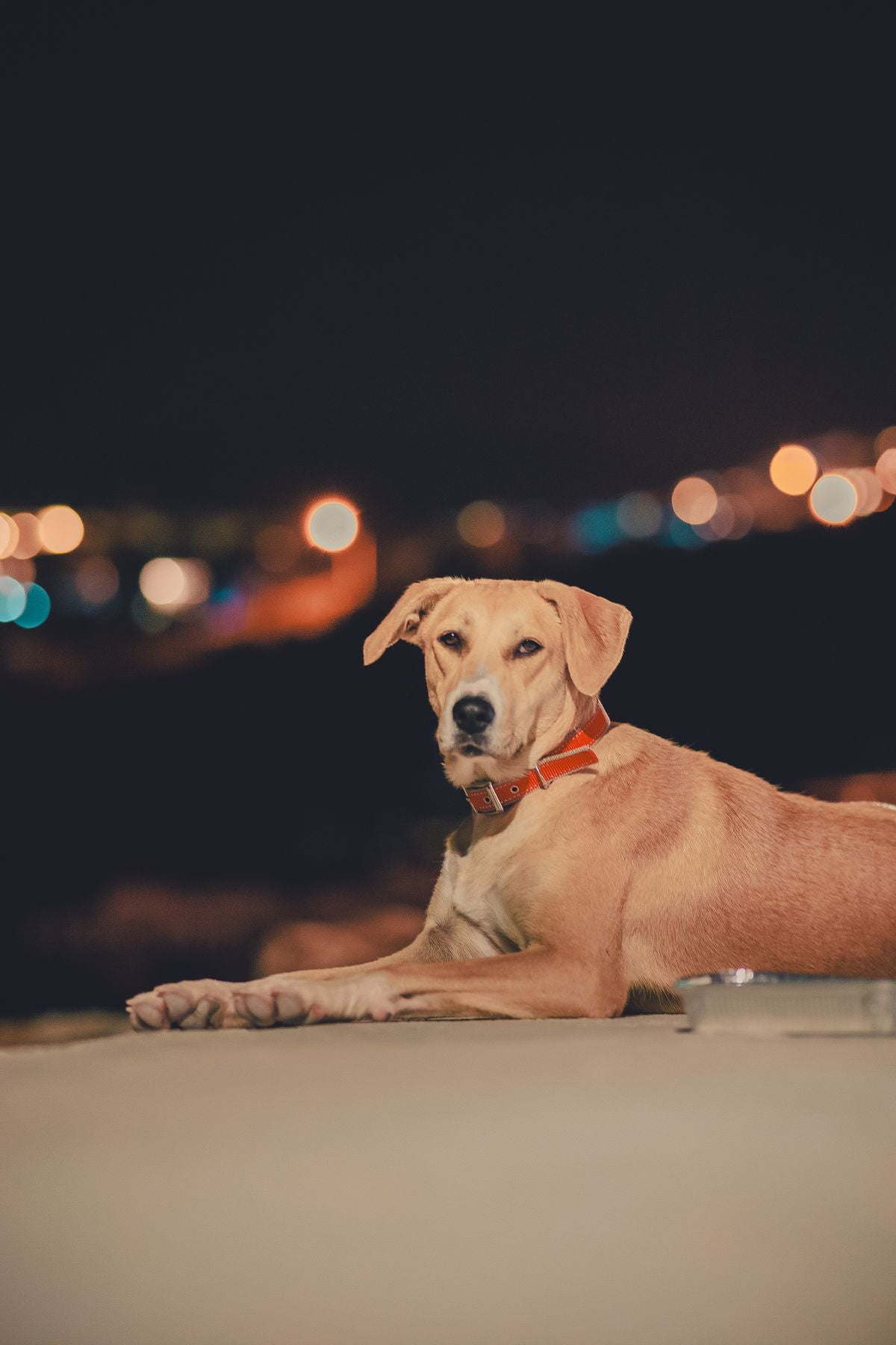 NightGlow LED Collar