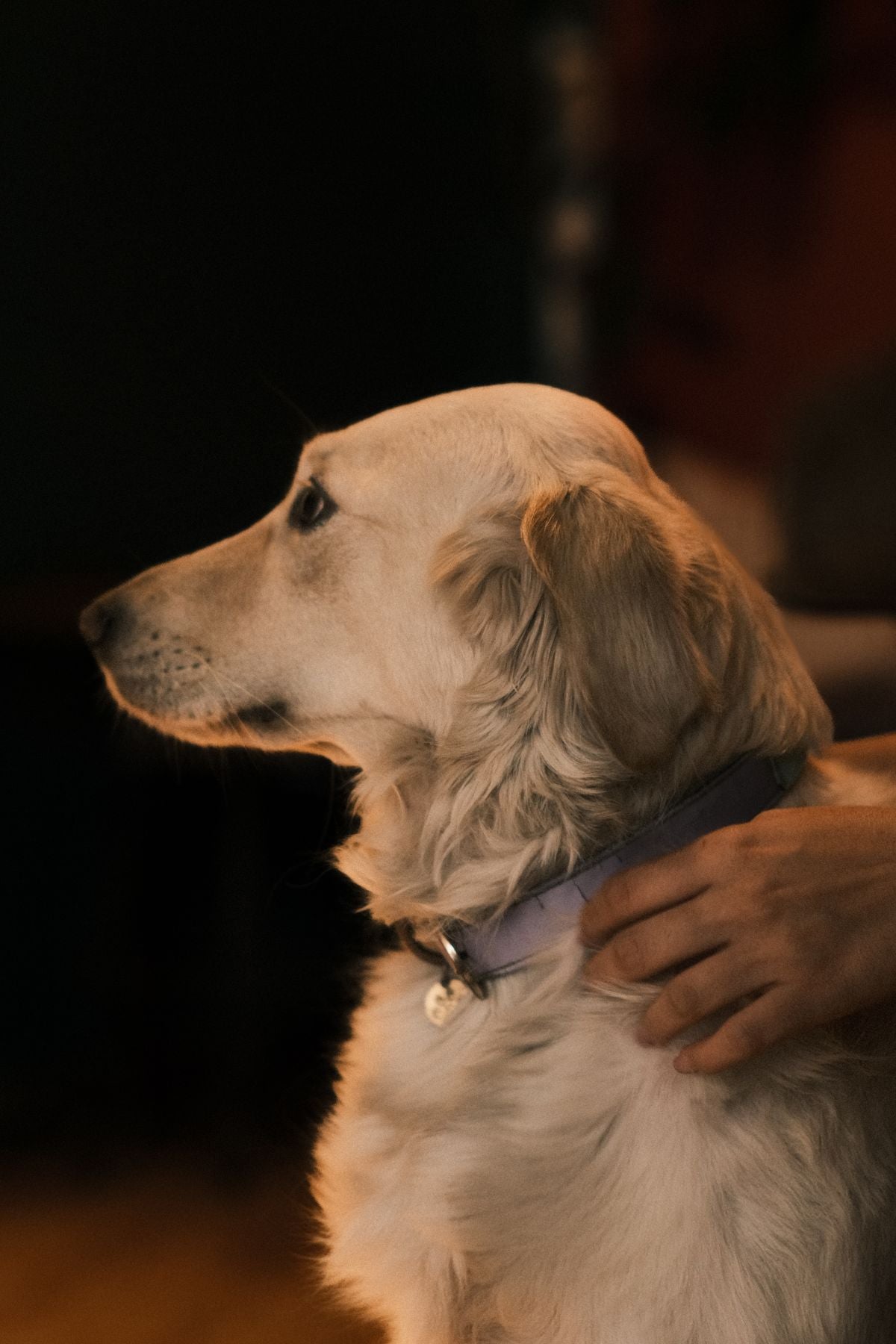 NightGlow LED Collar