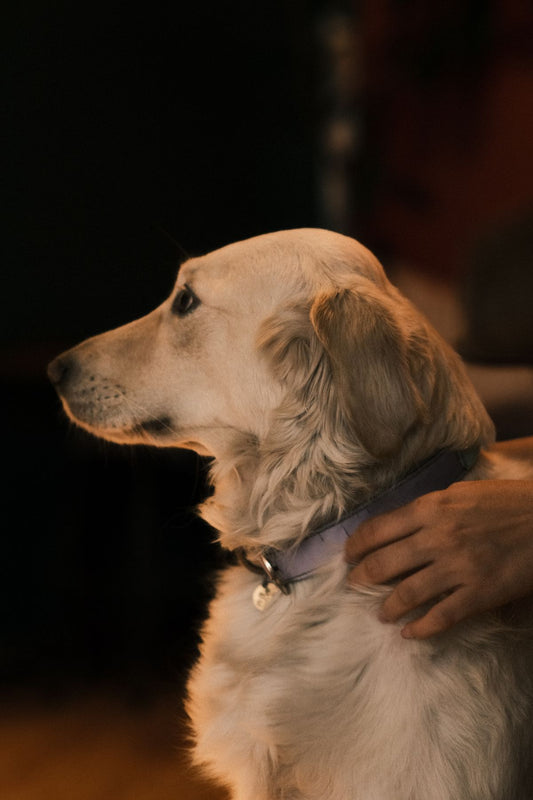 NightGlow LED Collar