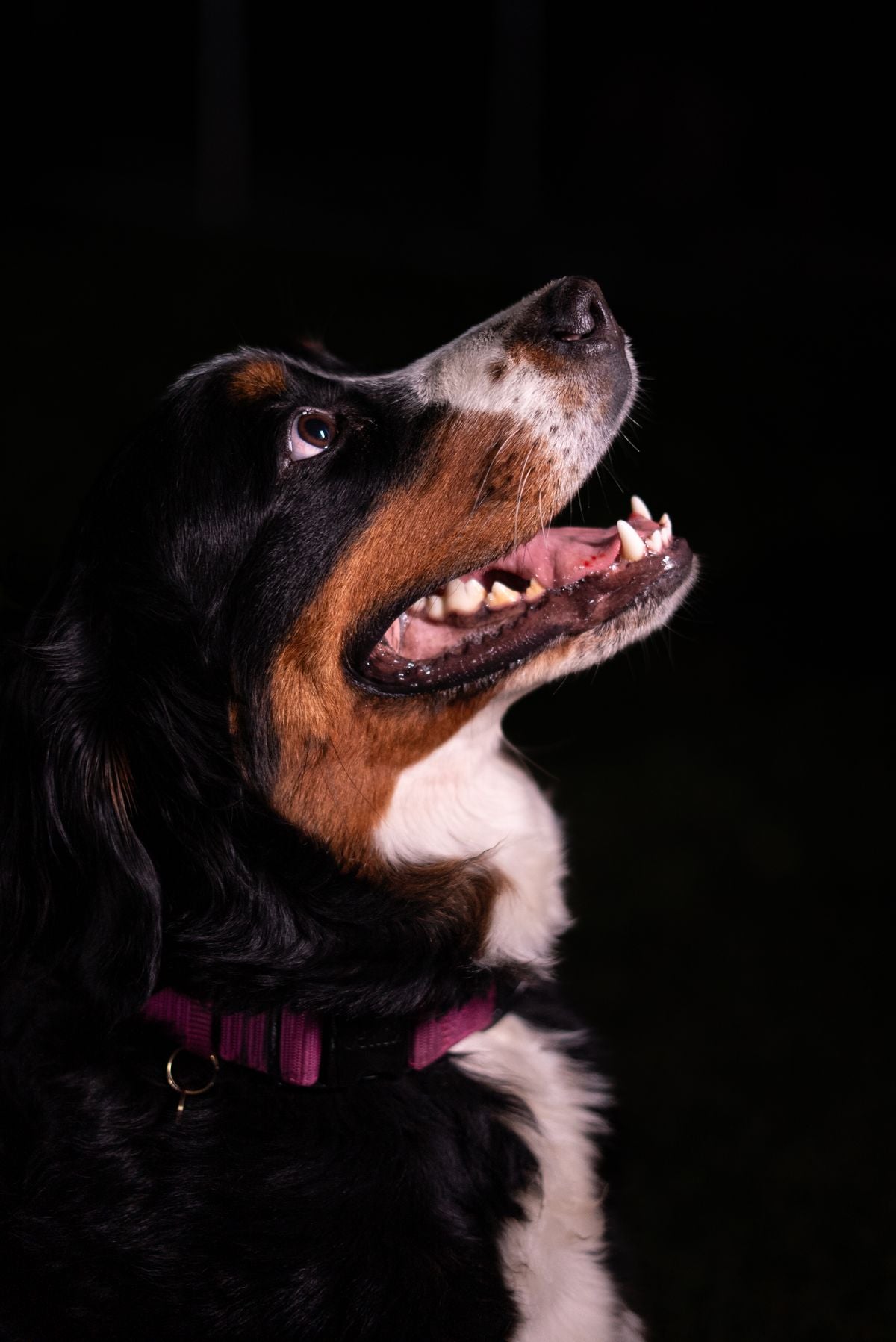 NightGlow LED Collar