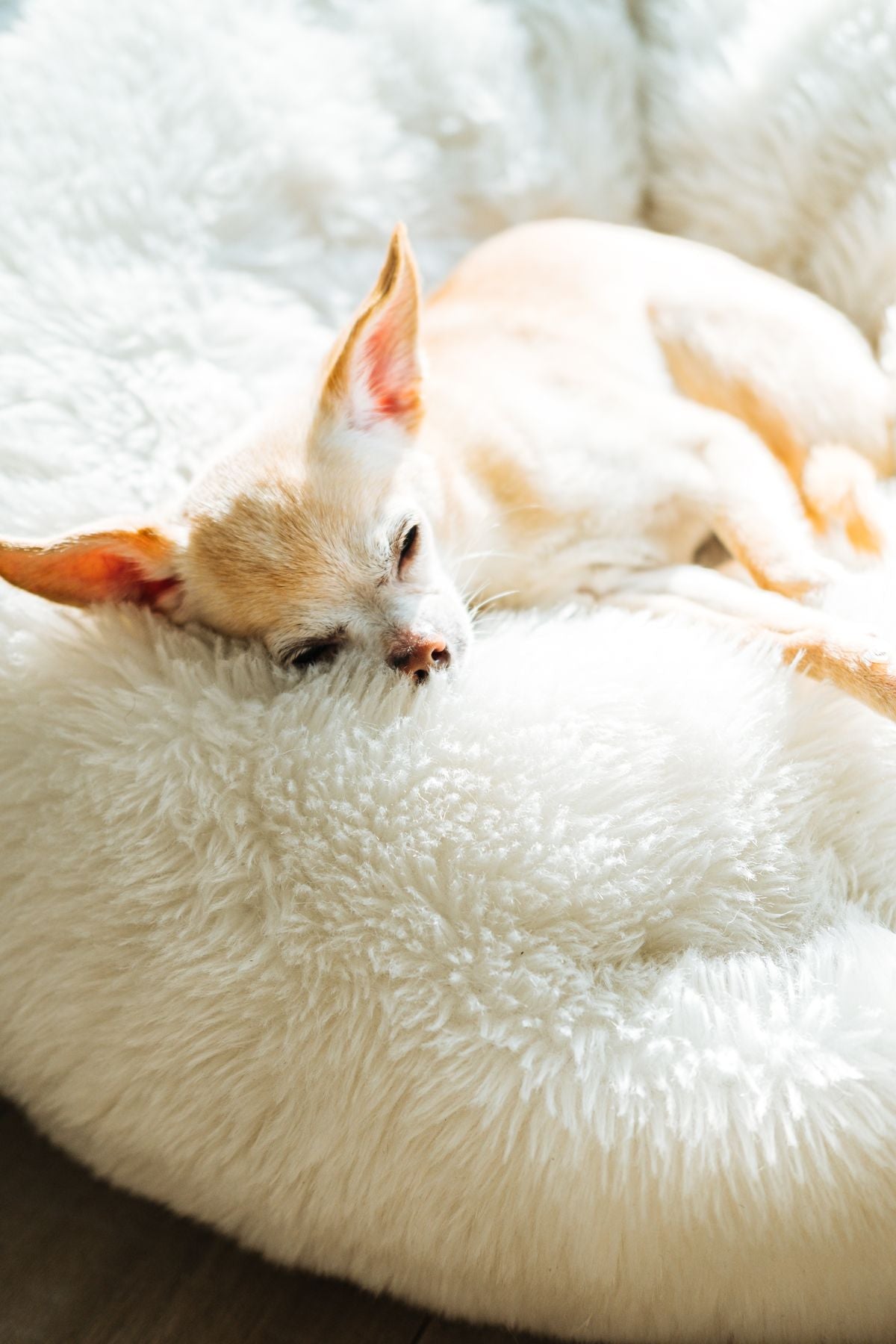 CloudRest Orthopedic Bed