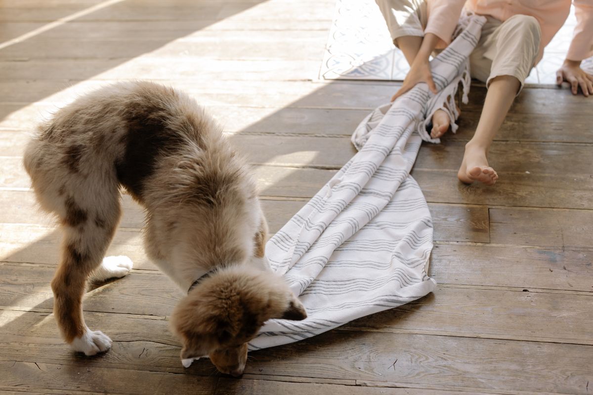 NosePeak Snuffle Mat