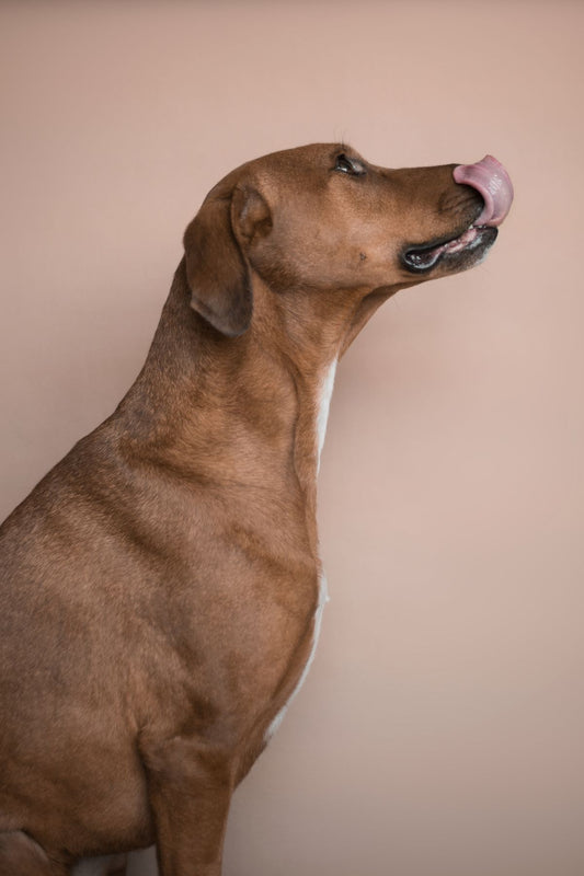 LickBliss Lick Mat