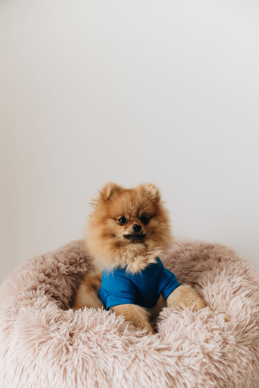 CloudRest Orthopedic Bed